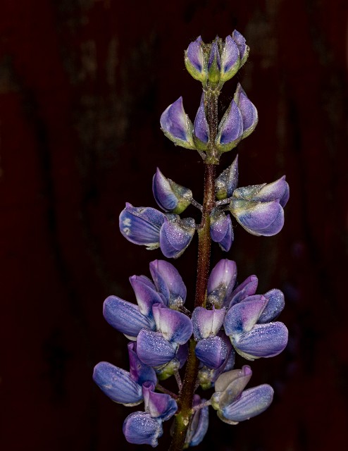 Lupinus  20-9717.jpg